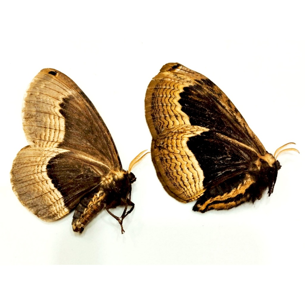 蟲新發現╭○-○╮蝴蝶標本 ~  紫光籮紋蛾 兩隻1組 未展翅乾貨