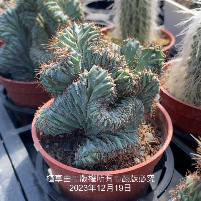 植享曲  仙人掌  神龍木綴化