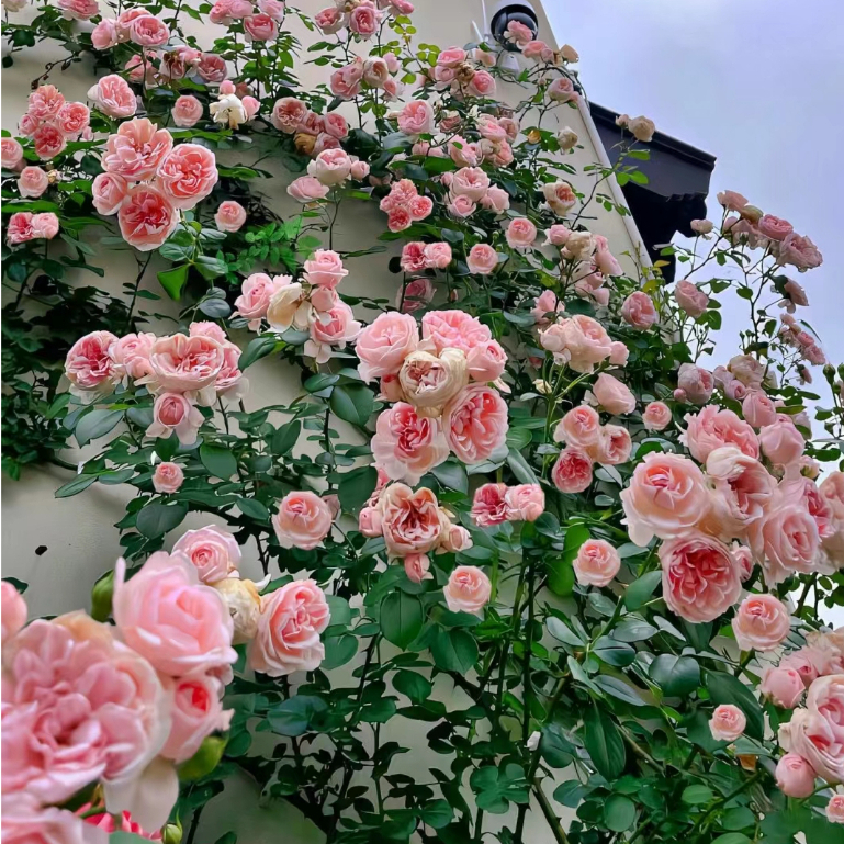 【薔薇玫瑰花種子】爬藤月季花籽種子四季播種開花攀援花卉植物景觀子玫瑰花 種子