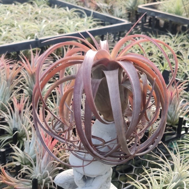 綠房子空氣鳳梨 愛結(小） Tillandsia Love Knot