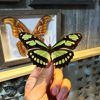 【現貨】🦋翡翠青蝶🦋翠玉青蝶 蝴蝶 昆蟲 模型 乾貨三角紙包裝 #非活體 #類模型 #藝術品
