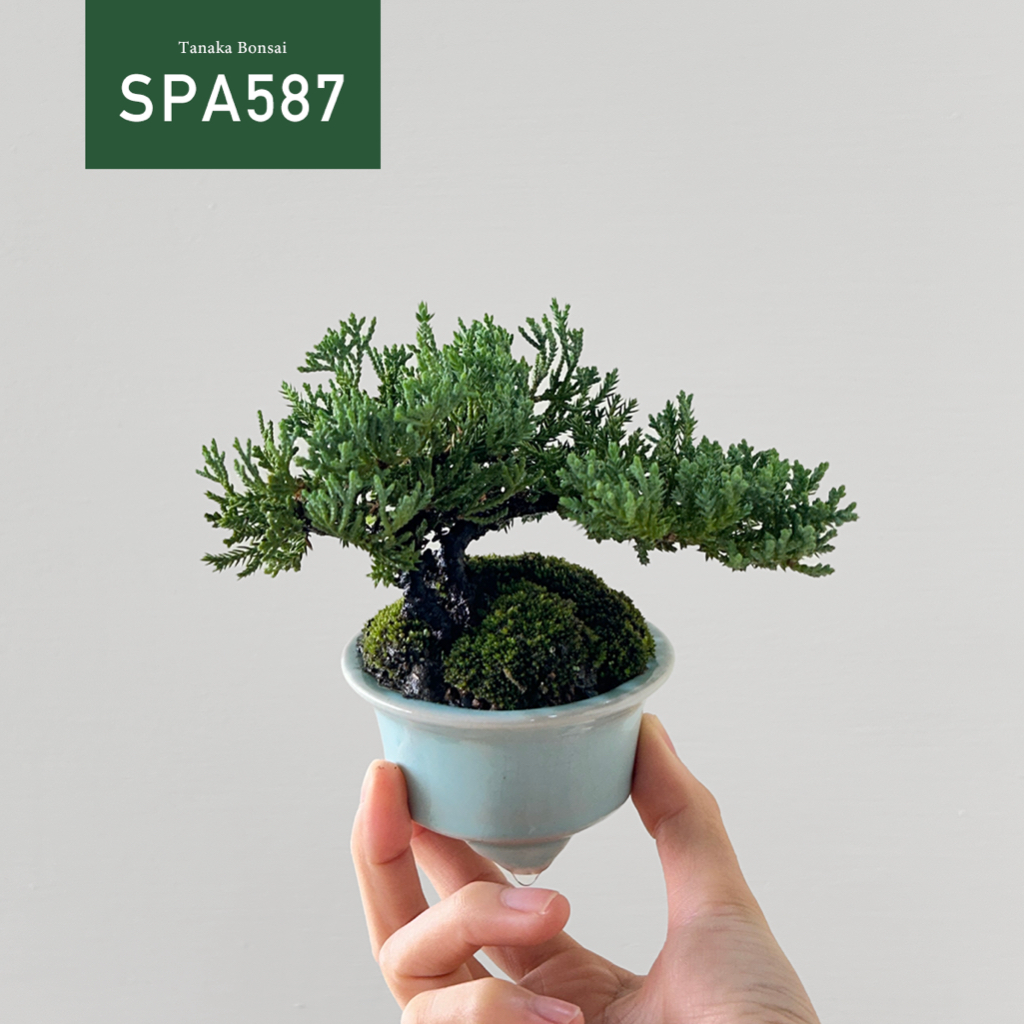 【Tanaka Bonsai】SPA587 珍珠柏盆景｜松柏盆栽