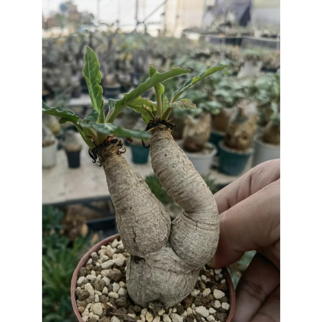 【塊根英雄】魚骨大戟種子/Euphorbia spannringii 'fish bone'/葉面表現像魚骨頭的對稱白紋