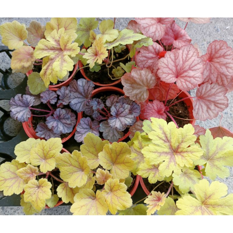 玫森 礬根 3吋盆觀葉植物
