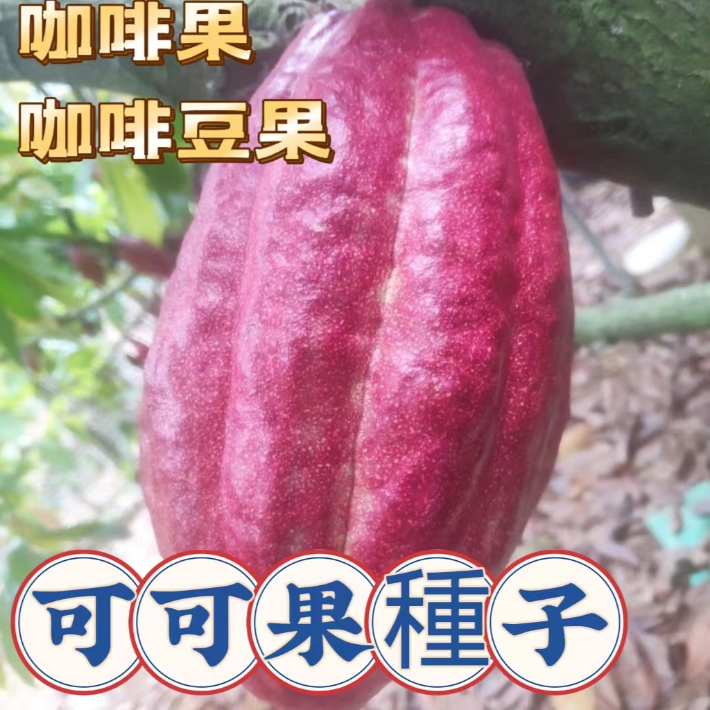 🍁💥【蝦皮熱銷】可可果種子 巧克力原料果 咖啡豆果種子 多年生植物 庭院陽台山地種植 植物種子 seed 濃香型果子