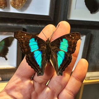 【現貨】🦋藍帶閃蛺蝶🦋藍閃蛺蝶 閃蝶 蝴蝶 昆蟲 模型 乾貨三角紙包裝 #非活體 #類模型 #藝術品