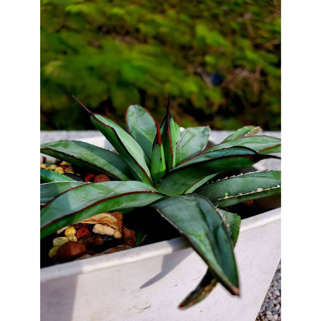 【綠色植緣】Agave♕八荒*屜之雪交種-側芽--龍舌蘭 / 多肉 / 嚴龍 / 塊根