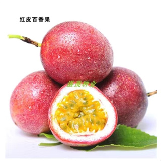 ✨百香果種子 四季水果 台灣滿天星 黃金百香果種子 四季種植