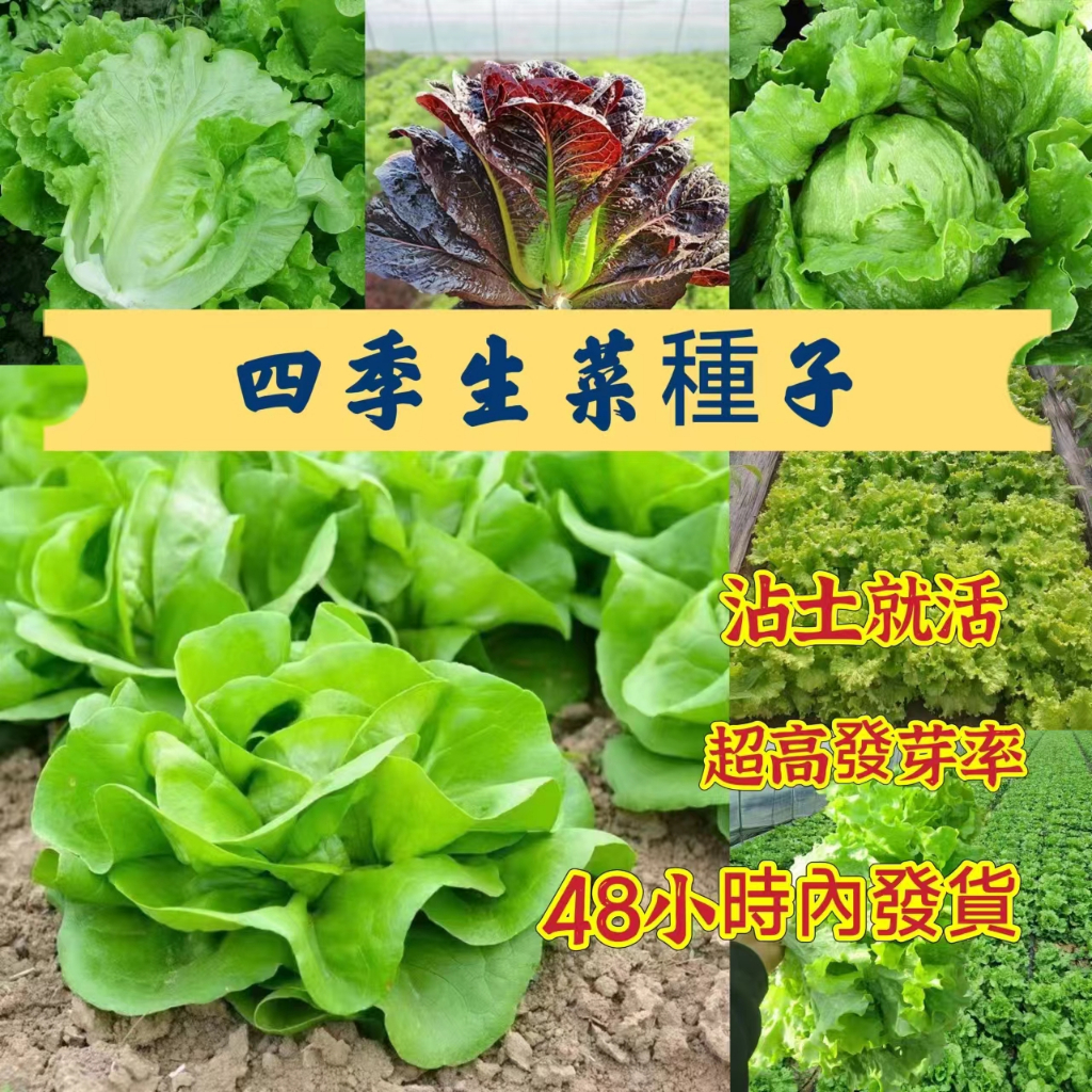 🍓【免運大熱銷】九款新款生菜種子 意大利生菜玻璃生菜花葉苦菊結球羅馬生菜美國大速生菜四季奶油生菜紫葉生菜菜園陽台蔬菜種子