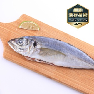 【利塔漁市】野生紅尾竹筴魚