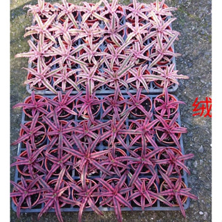霏霏園藝花名:五彩絨葉 鳳梨花 特性:積水觀賞鳳梨,綠葉桃紅色邊 葉頂蓄水生性強健.耐旱.耐曬 特價一棵40元