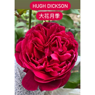 Hugh Dickson大花月季 強香強健 少刺玫瑰花月季 植株盆栽