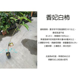 心栽花坊-大果香妃白柿/香妃白柿/4吋/冰淇淋果/嫁接苗/水果苗/售價800特價650
