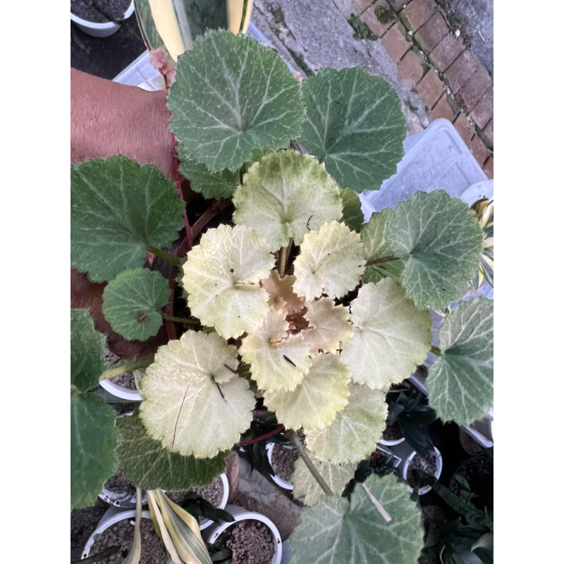 黃金虎耳草 斑葉虎耳草 白斑虎耳草(3寸盆)，每株至少3片葉以上帶根，隨機出售，葉色會因環境溫度日照多變綠白黃等色系