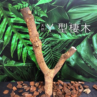 【閃電聯盟】天然棲木 Y型棲木 攀爬木 睫角 守宮 爬蟲 造景 棲棍 原木 樹根 樹枝