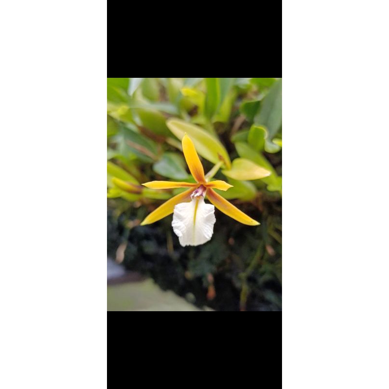 上賓蘭園 Epidendrum polybulbon 聚豆樹蘭 2吋盆