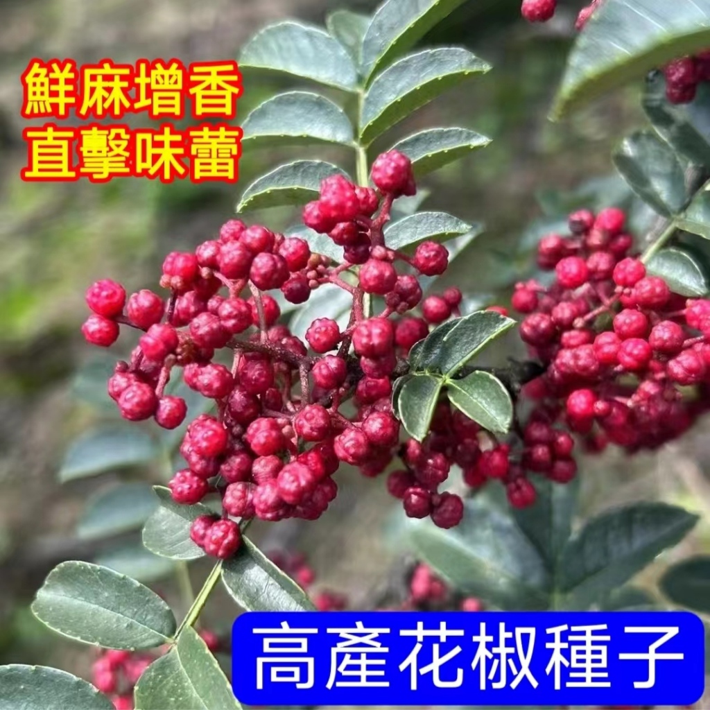 💥💥【花椒種子】麻椒種子 辣椒種子高產香料種子 家用調香料增香料種子 耐寒耐旱 新手可種植 小院陽台農田可種 可盆栽地栽