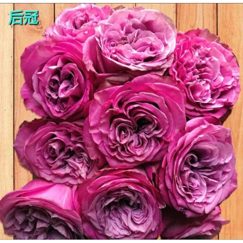 玫瑰天地 3吋品種玫瑰苗 一箱最多8盆 后冠