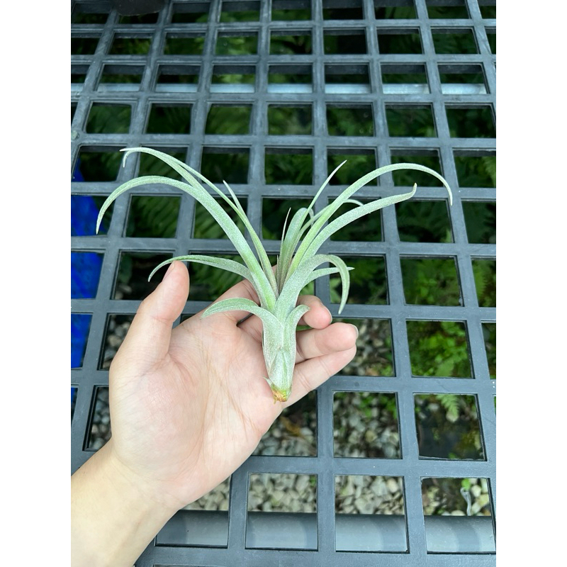 空氣鳳梨-噴泉交電捲 Tillandsia exserta x streptophylla