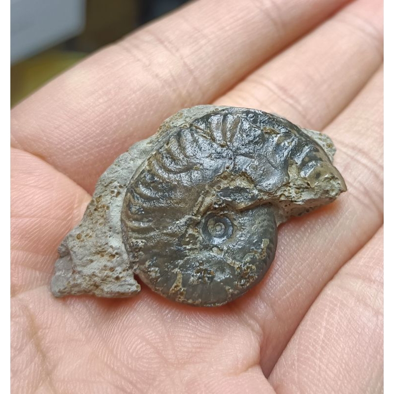 [程石] 德國  Oecotraustes bradleyi菊石化石