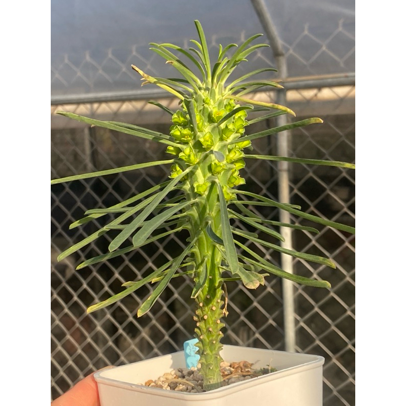 【逆鱗龍大戟】Euphorbia clandestina/大戟科/逆鱗龍/塊根植物