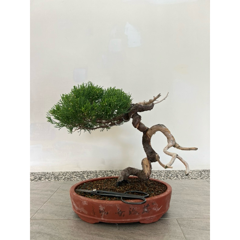 文人型 舍利幹 台灣真柏