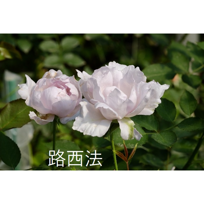 路西法 玫瑰 三吋小苗 強香 河本天使系列