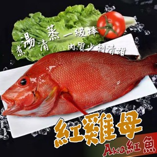 【帥哥魚】💖現主時當季💖 野生紅雞母 臺灣 海魚 紅魚 赤鰭笛魚 紅鰭笛鯛 橫笛鯛 紅雞仔 赤海雞 紅魚 赤鰭