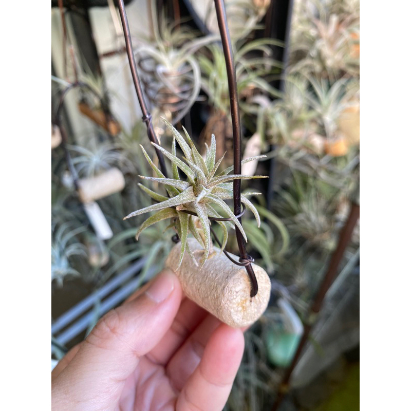 [高雄］空氣鳳梨 空鳳 毒藥 Tillandsia latifolia