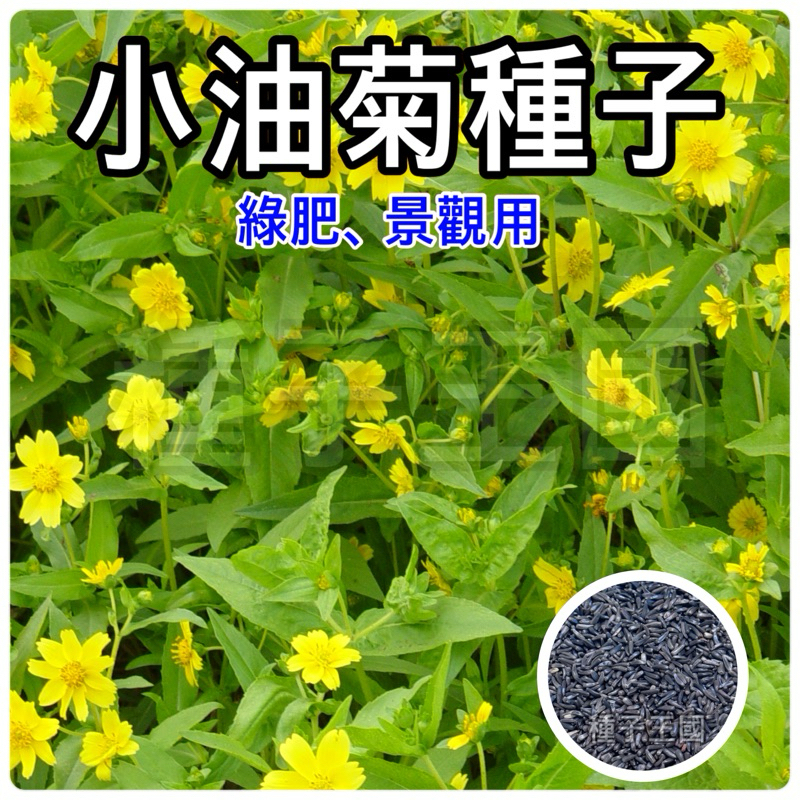 種子王國 小油菊種子【花海種子】 1公斤 景觀種子 全年可播種 野菊種子 栽培管理容易
