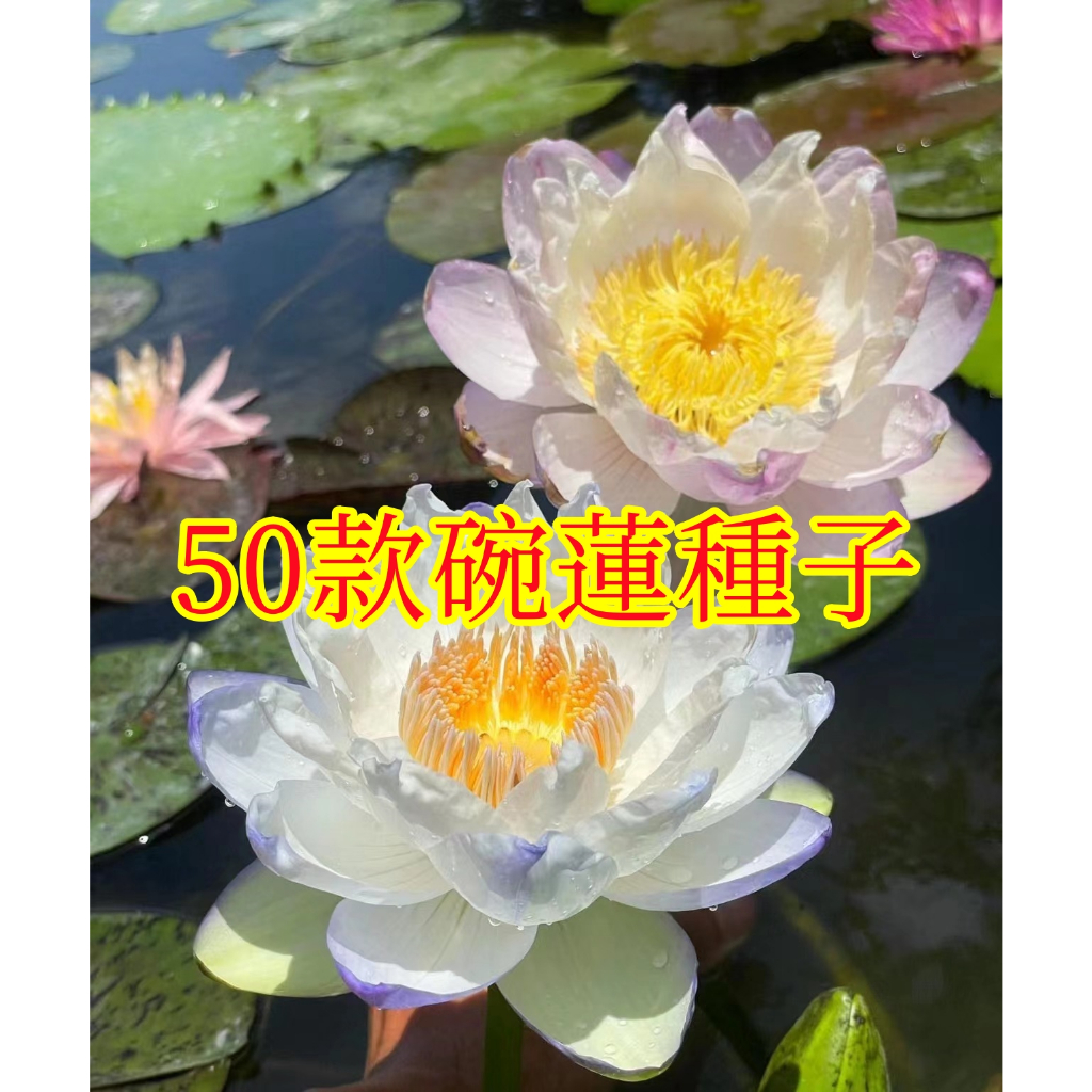 🌱【馥郁】50款睡蓮種子 水培睡蓮 碗蓮種子 已開口蓮花種子 小型碗蓮種子大全 水培睡蓮種子新品