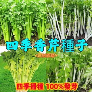 四季香芹種子 芹菜種子 四季小香芹種子 黃心芹菜種子 紫芹菜種子 白芹菜種子 香芹菜種子 黃芹芹菜 西芹種子 四季播種