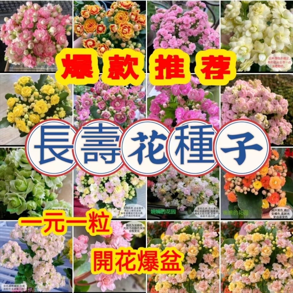 💥💥【長壽花種子】蟠桃 長壽花種子 月季盆栽 重瓣大花 超級瑪麗 花卉植物 室內陽臺花 四季開花 成活率高好養活開花爆盆