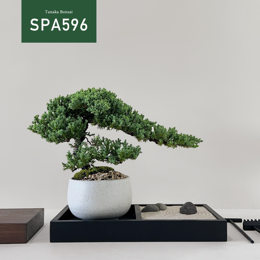 【Tanaka Bonsai】SPA596 珍珠柏盆景(不含枯山水套件與木墊片） ｜松柏盆栽