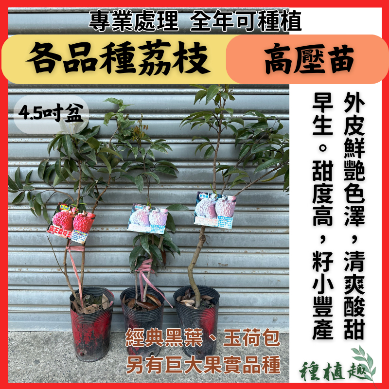 ［種植趣］新品種荔枝 玉荷包 黑葉 糯米 白糖櫻 桂味 霸王荔枝 大丁香 鵝蛋 蜜香無籽荔枝 台農7號 早大荔 果樹苗