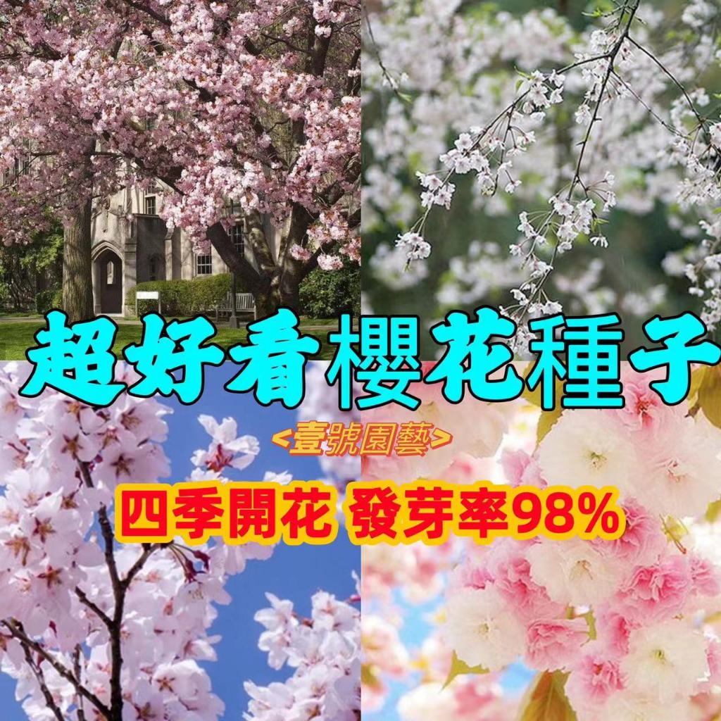 盆栽櫻花種子 日本櫻花種子台灣鐘櫻 盆栽櫻花 室內盆栽 室內造景 觀賞盆栽 四季開花 林木花卉種子 室內外桌面觀花盆栽