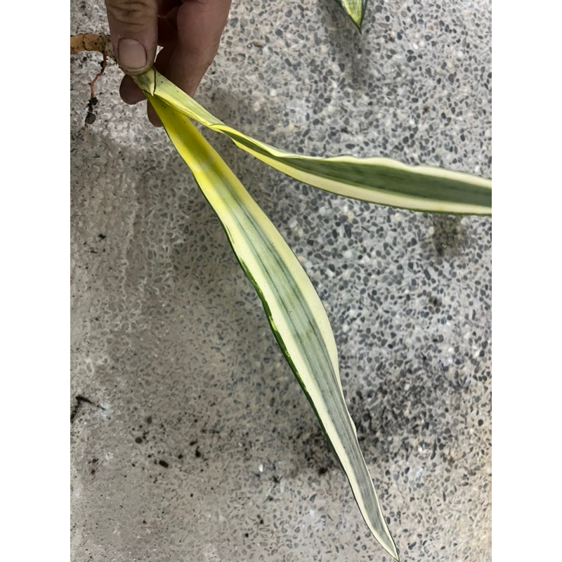 S.Craigi(特殊品種 虎尾蘭) 虎尾蘭 虎皮蘭 觀葉植物 室內植物 散發金黃高尚的姿態，亦顯居住者的身份及品味