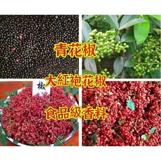 🍓【免運大熱銷】大紅袍花椒種子 青花椒種子 高級食用香料 優質種子 四季可種植 易養活易種植 高發芽率