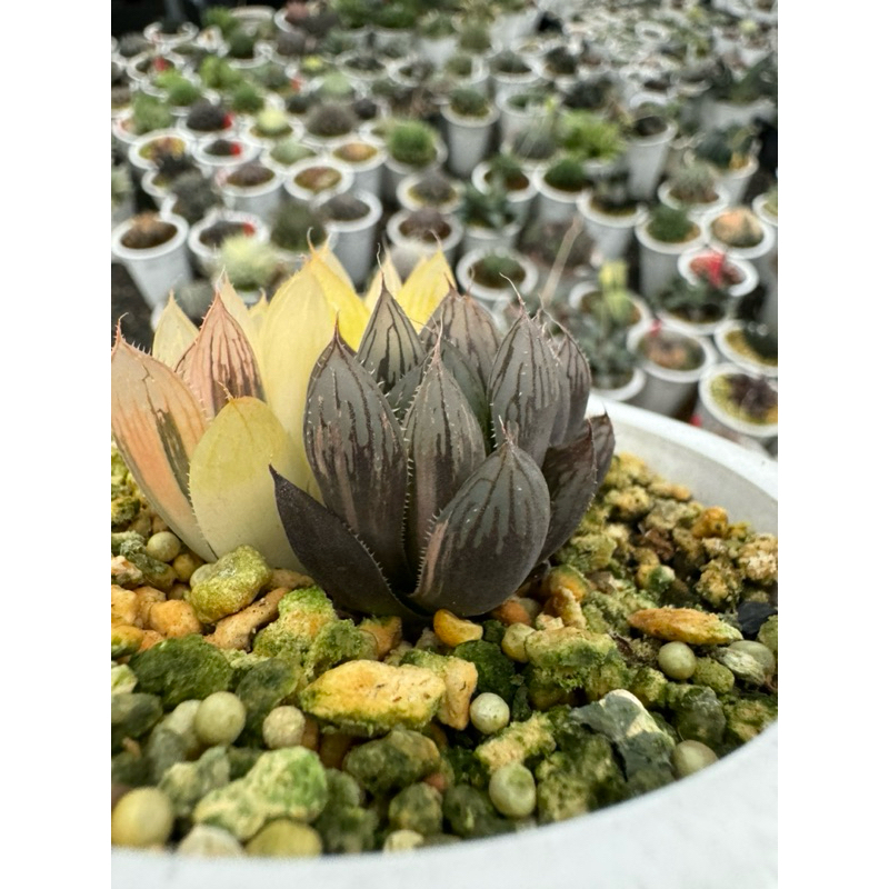 Haworthia  ハオルチア  百合科 一物一拍 ｜胭脂玉露錦