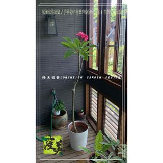 隆美園藝LONGMEIGN-樹的專賣店//香水雞蛋花盆栽/緬梔花/陽臺露臺空中花園