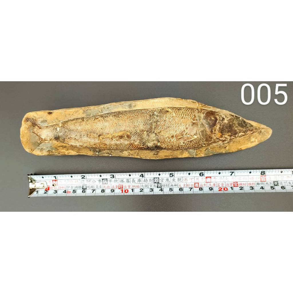 巴西收藏硬骨魚化石魚