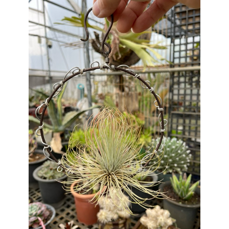 紅瓦仙肉屋 空氣鳳梨-紅寶石（Tillandsia andreana）