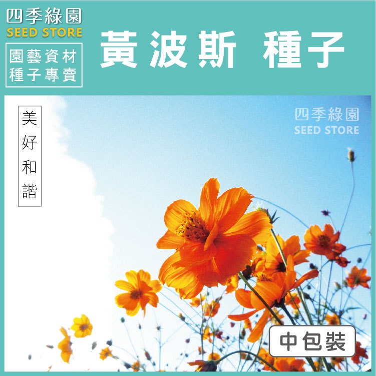 黃波斯菊(混合色)種子~全年可種、景觀花海專用-中包裝【四季綠園】