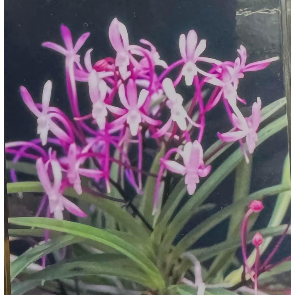 噢葉design "V.falcata Shutenno 朱天王"  蘭花、塊根植物、圓葉花燭