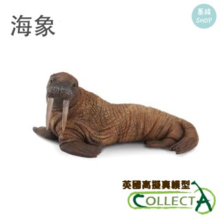 collectA 海象 英國高擬真模型