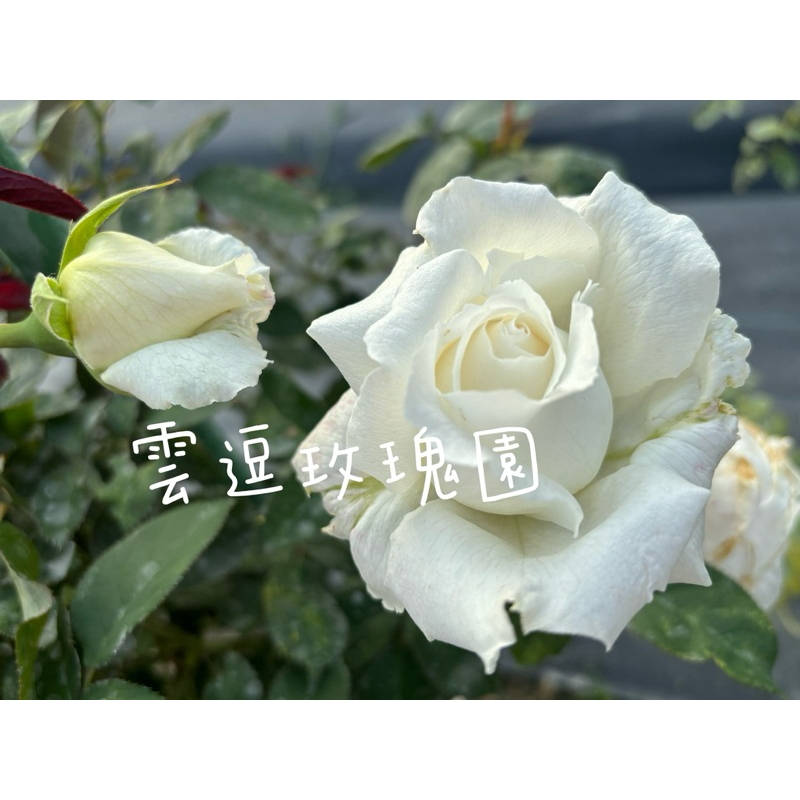 玫瑰花🌹白玫瑰.又大又香.天使羽翼玫瑰花🌹使用玫瑰專用土.月季玫瑰花.若望保祿二世芽變品種