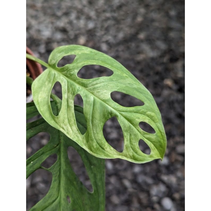 開心農元-觀葉植物- 薄荷斑洞洞 洞洞蔓綠絨 Monstera adasonii variegated 'mint '