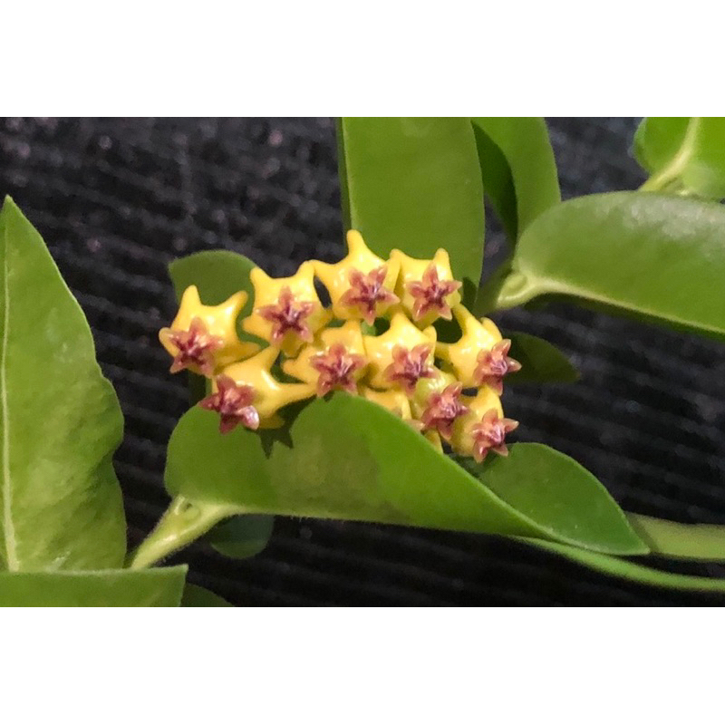 竹筒仔厝小花園 Hoya 美麗的黃色花朵 密葉毬蘭/皮卡丘毬蘭-三吋盆
