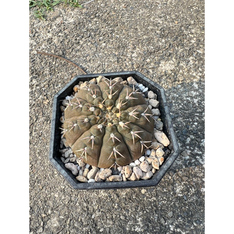 Gymnocalycium 裸萼球屬🌵仙人掌 怪龍丸