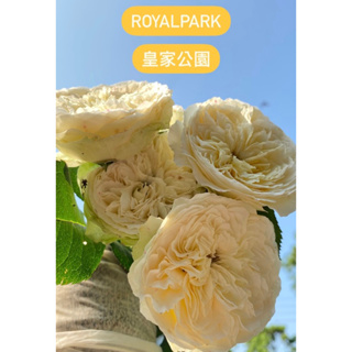 Royal park 皇家公園 vip rose奶油黃 玫瑰花切花月季 盆栽